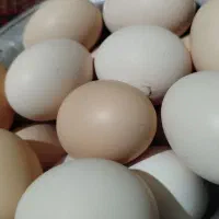 تخم مرغ محلی نطفه دار تازه