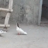 کبوتر