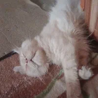 گربه