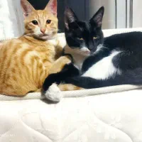 واگذاری گربه خانگیDSH|گربه|مرزن‌آباد, |دیوار