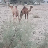 2نفر شتر 8ماه مخصوص داشت|حیوانات مزرعه|شمیل, |دیوار