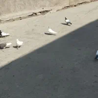 چند تا تهرانی