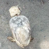 مرغ و خروس