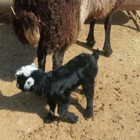 بره نر|حیوانات مزرعه|سیلوانه, |دیوار