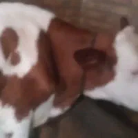 گاو سمینتال اصل