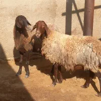 ۲راس میش افشار ابستن