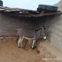 الاغ فروشی‌‌3سال|حیوانات مزرعه|فیروزآباد (فارس), |دیوار