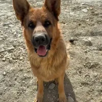 دو عدد توله 6ماهه ماده از این مولد|سگ|اسفراین, |دیوار