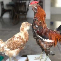 مجسمه طبیعی|مجسمه، تندیس، ماکت|اصفهان, جلفا|دیوار