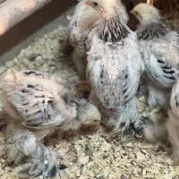 برهما وارداتی اصیل