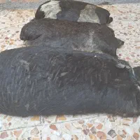 هیز جای روغن|صنایع دستی و سایر لوازم تزئینی|اندیمشک, |دیوار