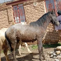 کره اسب نریان