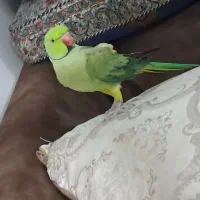 طوطی ملنگو