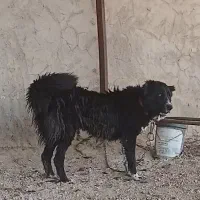 سگ قهدیجانی