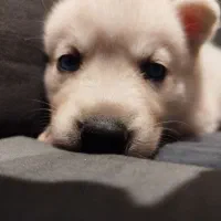 توله سگ هاسکی چشم ابی