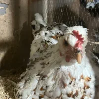 جوجه ۳۰ روز گلین لری|حیوانات مزرعه|قائمشهر, |دیوار