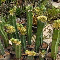 کاکتوس کلکسیونی میرتلو دفرمه ابلق