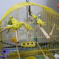 مرع عشق|پرنده|خوی, |دیوار