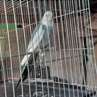 عروس هلندی نر..معاوضه