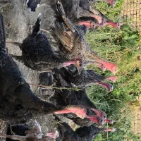 بوقلمون جوان  ۶ ماهه