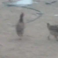 خوشکل وجوان مرغ تخم گزار