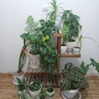 فروش گل های آپارتمانی به دلیل مهاجرت|گل و گیاه طبیعی|تهران, وردآورد|دیوار