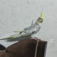 عروس هلندی ماده بالغ