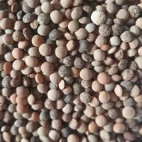 عدسی (نژی)|خوردنی و آشامیدنی|سرپل ذهاب, |دیوار