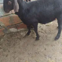 بره نر قره قزل لخت