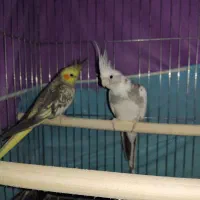 عروس هلندی