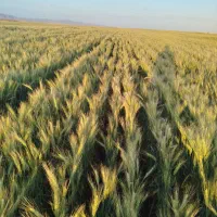 گندم جو