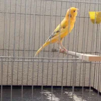 قناری نر ابلق پرتقالی