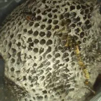 عسل درخت کنار طبیعی و تازه و درمانی