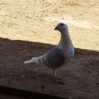 پشتی کاکلی کویتی