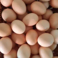 تخم مرغ محلی و ارگانیک