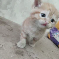 اسکاتیش و پرشین طلایی|گربه|تبریز, |دیوار