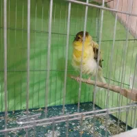 قناری نر جوجه|پرنده|قرچک, مهدیه|دیوار