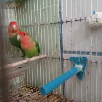 طوطی برزیلی|پرنده|مسجد سلیمان, |دیوار