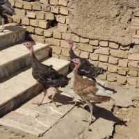 جوجه بوقلمون محلی