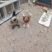 مرغ و خروس کلاه پاپر