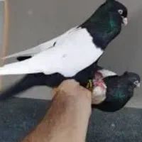 سینه سیاه ماده