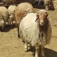قصاب سیار و فروش انواع دام