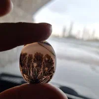 شجر تک درخت