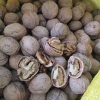 گردو کاغذی 620