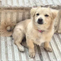 سگ بزرگ