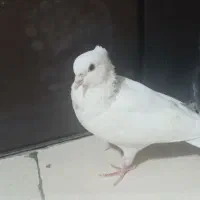 کبوتر|پرنده|سنندج, |دیوار