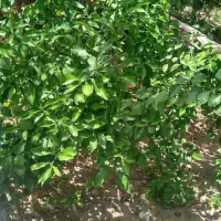 نارنج محلی  دونه ای ۱۵۰