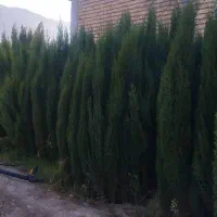 نهال سروناز شیراز