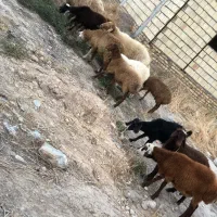 ۷ راس بره ماده گله گرد