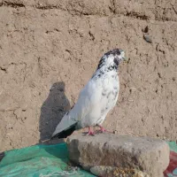 کفتر|پرنده|شاهرود, |دیوار